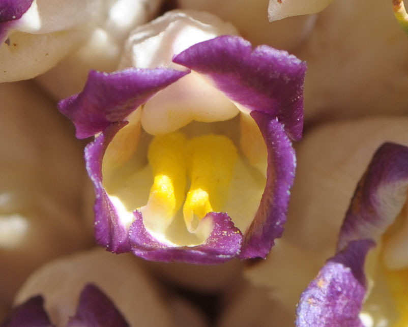 Marocco - Cistanche violacea  (Orobanchaceae)